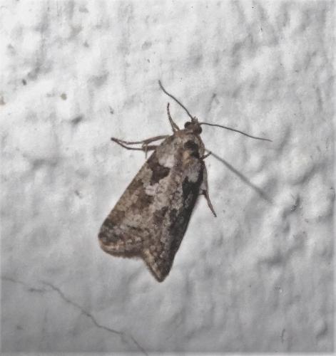 Réf. 299 924 : Cnephasia sp.